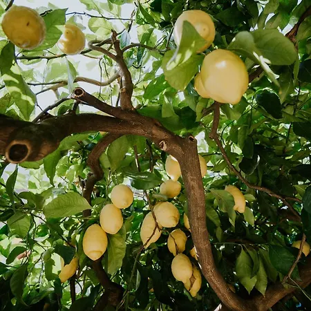 Il Giardino Dei Limoni Apartman Polvica